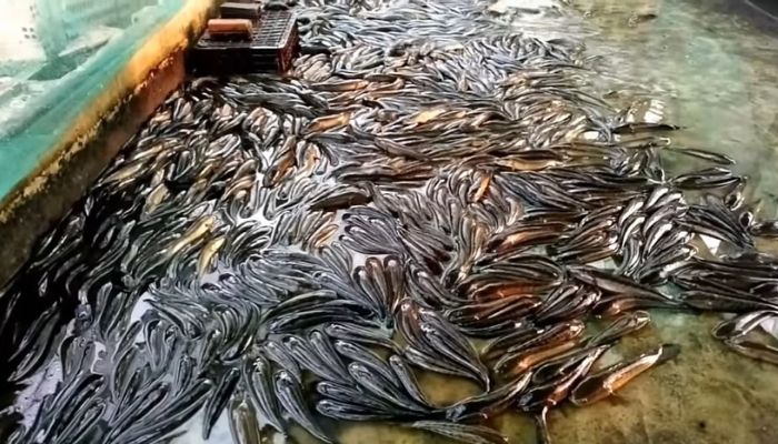 cá lóc số mấy