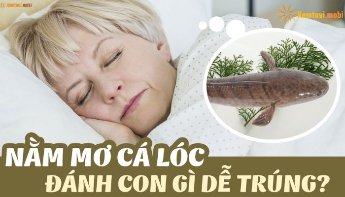 cá lóc số mấy